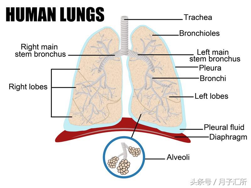 从咳嗽有痰到流清涕,小儿肺炎咳嗽变好的三个过程