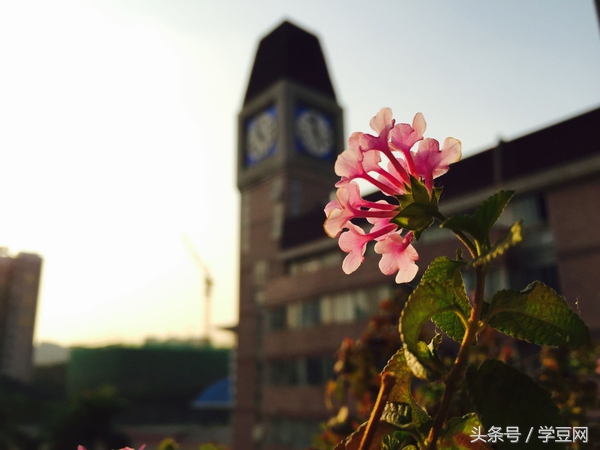 学豆观察︱在深圳高级中学读书是怎样的体验？