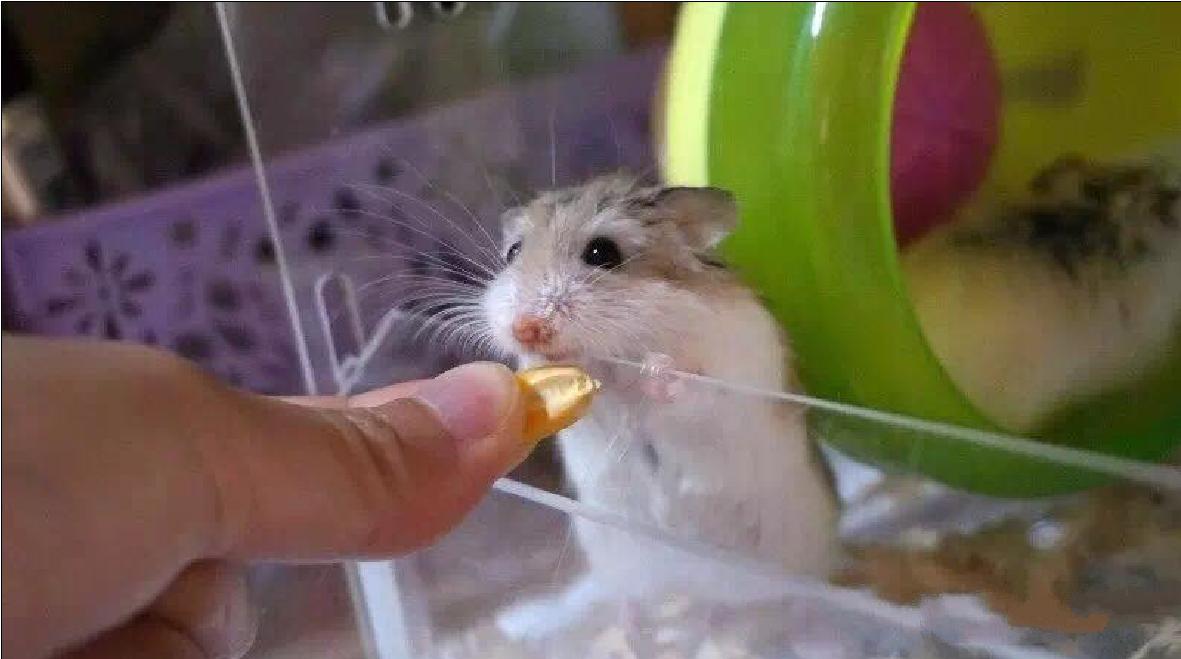 可爱的小仓鼠喜欢吃什么食物,养仓鼠仓鼠喜欢吃什么东西