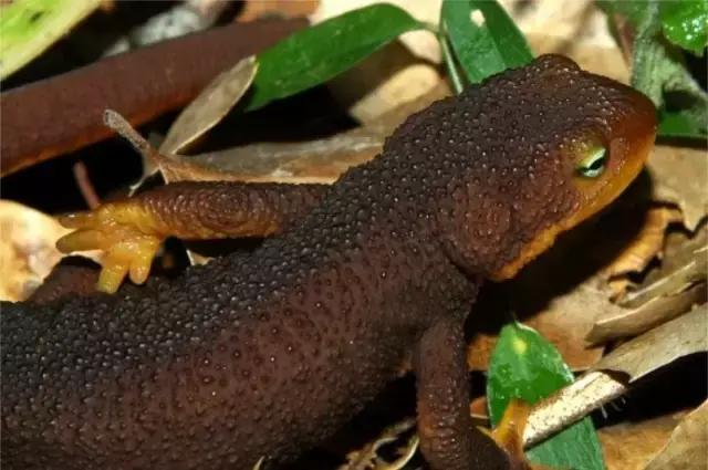 走进树林会感觉空气清新为什么呢,走进红杉林感受不一样