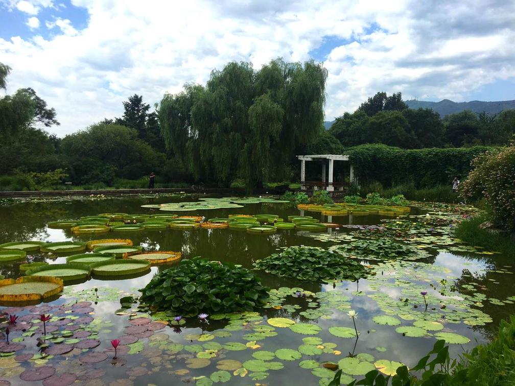 鱼缸养睡莲的养殖方法视频,家庭养睡莲用多大的缸合适