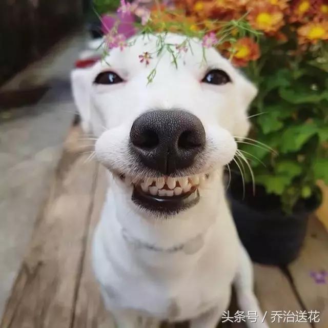 你见过有如此灵性的狗吗,难得一见的好看狗