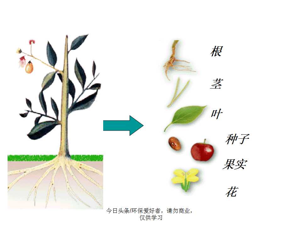 认识植物从身边开始,认识植物的根茎叶各个部分