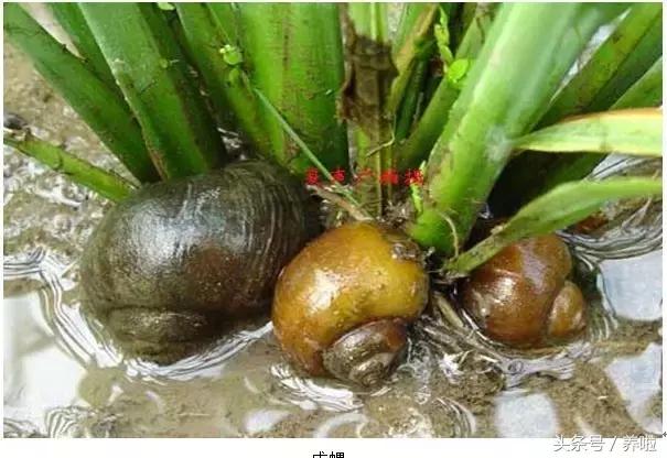 女子吃了福寿螺,吃田螺误吃福寿螺