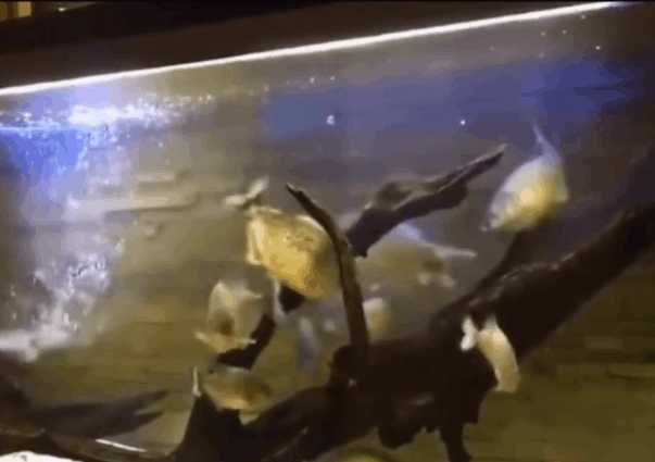 潜水水下遇到巨大不明生物,潜水员海底发现神秘巨型柱状生物