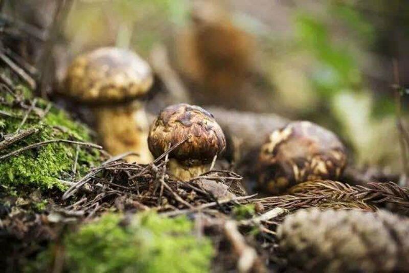 买松茸的注意什么,买松茸要啥证