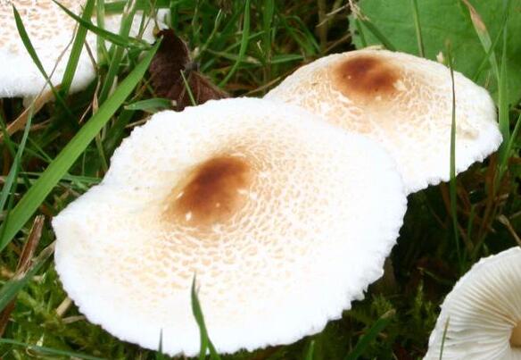 自然界最常见的菌类,令人无法解释的奇怪菌类