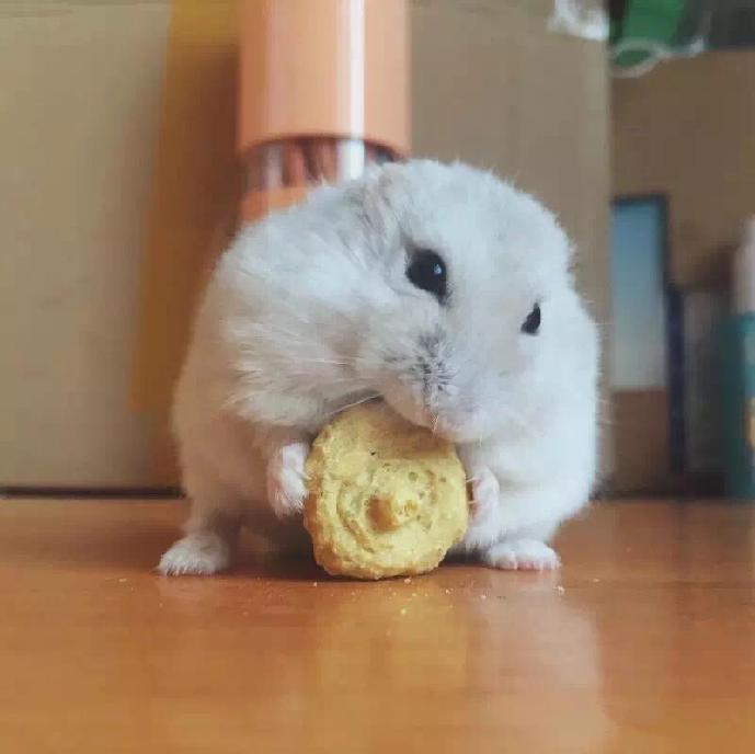 宠物仓鼠视频集,仓鼠宠物的视频