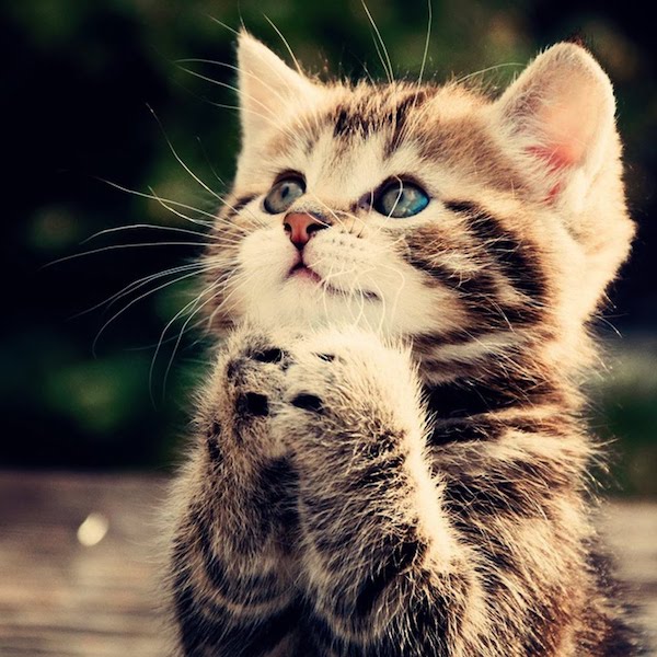 不要说我孤独,我还有猫