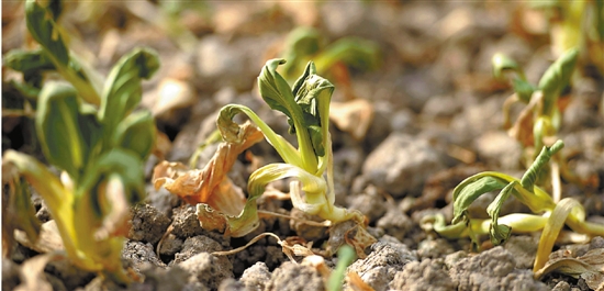 农民为什么不会被太阳晒伤,植物晒伤了怎么补救