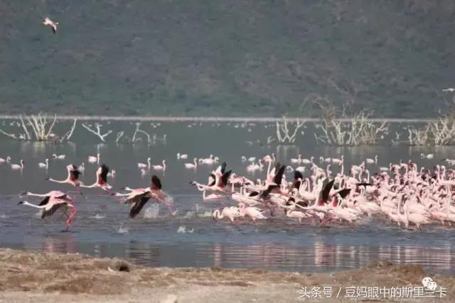 风动？树动？心动！致你，Kenya