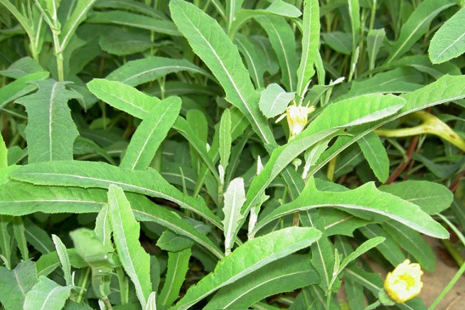 常见中草药图片及讲解,身边常见的中草药功效大全