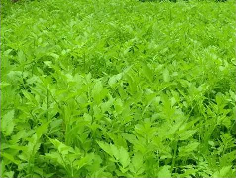 身边常见草药图片及价格,身边最常见的中草药图片大全