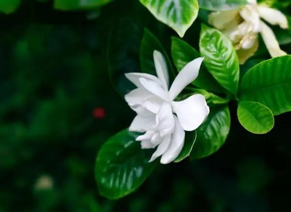 身边常见草药图片及价格,身边最常见的中草药图片大全