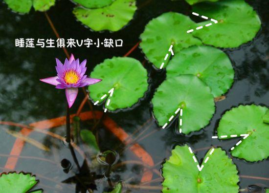 鱼缸养睡莲的养殖方法视频,家庭养睡莲用多大的缸合适