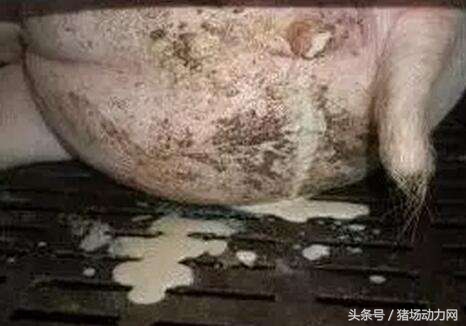 母猪产后发烧的正确治疗方法,母猪产崽后子宫发炎怎么办