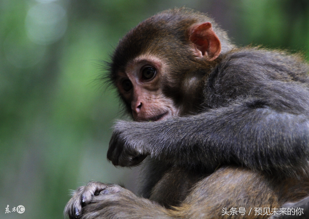 1980年属猴人最难熬年龄怎么化解,1980年属猴人老了以后会有福气吗