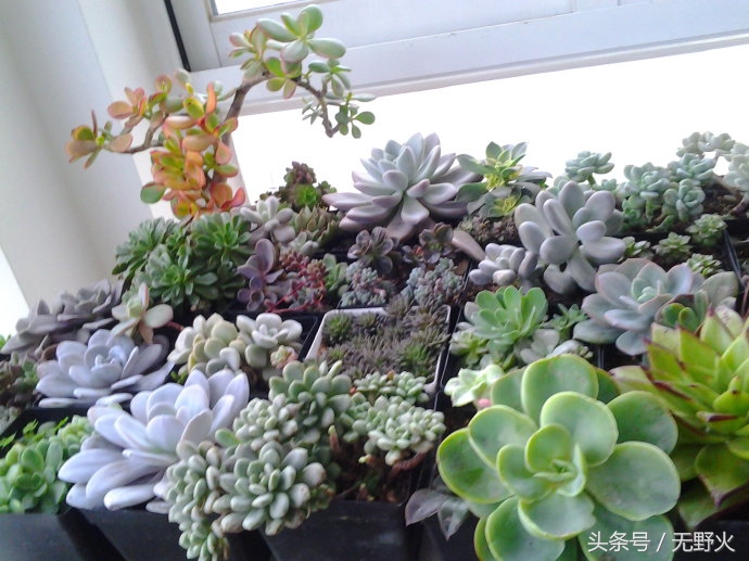 在80万人口城市，可肯定80%人不知道多肉，24岁他年赚十万