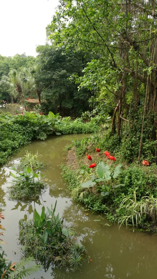 广东长隆野生动物园旅游攻略图片,长隆野生动物园国宝有几只