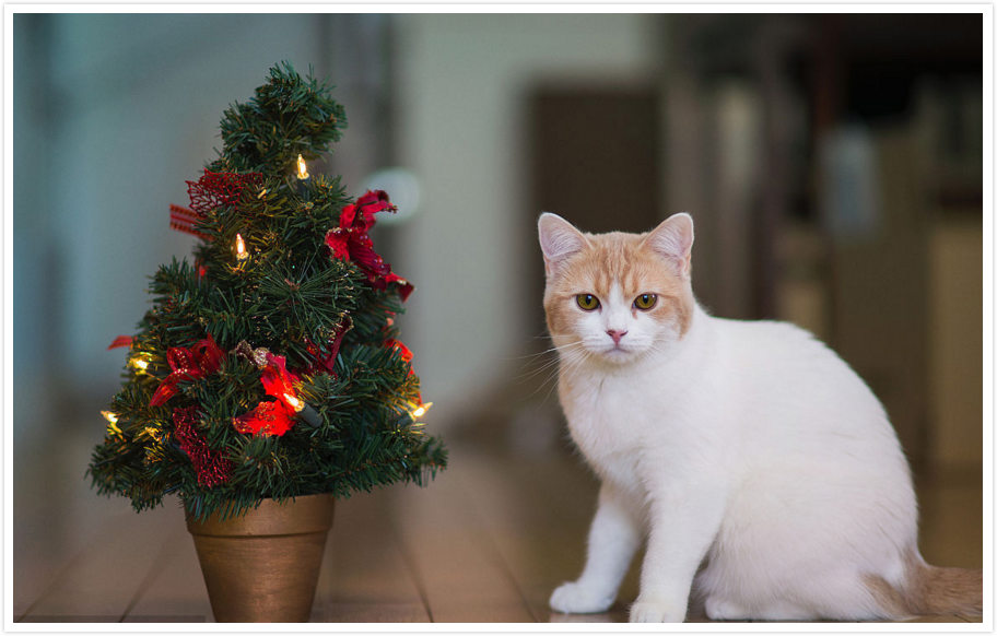 圣诞节必不可少的装饰品,圣诞节的装饰品