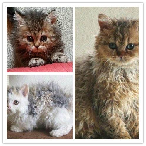 鍙埍娲绘臣鐨勫皬鍗锋瘺,杞悓鍙埍鍗锋瘺