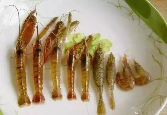 又到吃海鲜的季节咯！一位吕四渔民整理的海鲜大全，保证有你不认识的！