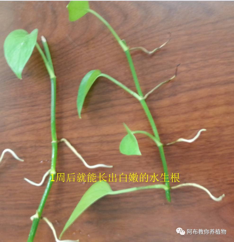 绿萝绿植怎么养活得快呢,绿萝植物养殖小知识