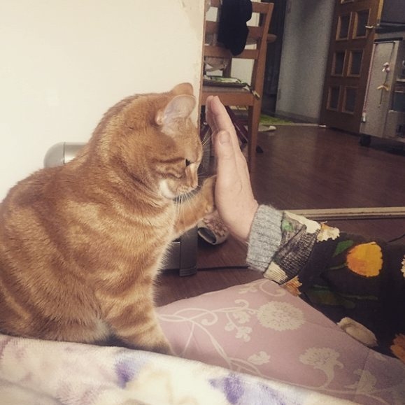 不要说我孤独,我还有猫