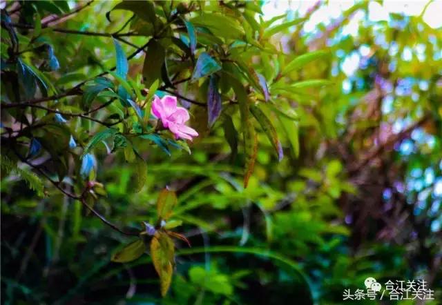 暴牙郎的药用,暴牙郎的神奇功效