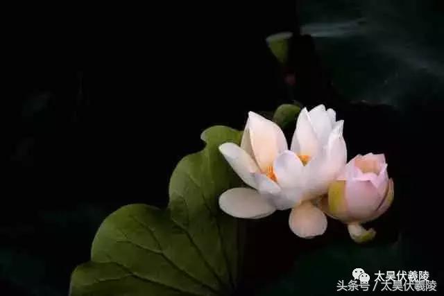 淮阳龙湖风景区荷花几月盛开,龙湖赏荷旅游月启幕