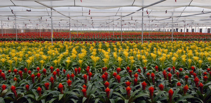 种花种植什么最赚钱,新型种花种植技术有哪些