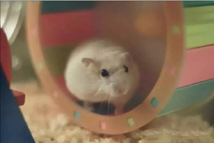 宠物仓鼠知识大全集,关于宠物仓鼠的文章