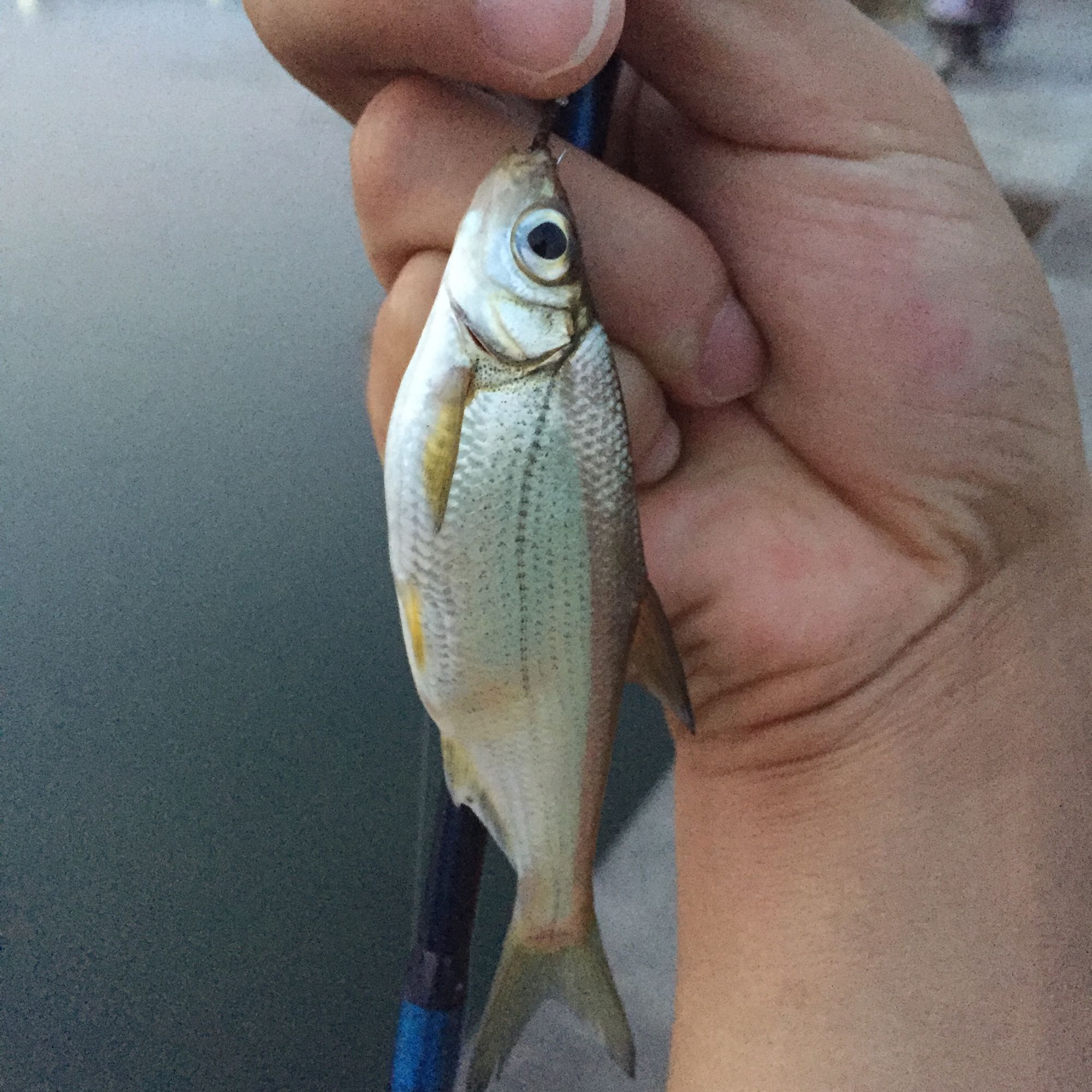 路亚白条用飞蝇钩好还是亮片好,路亚白条用飞蝇好还是用毒蚊好