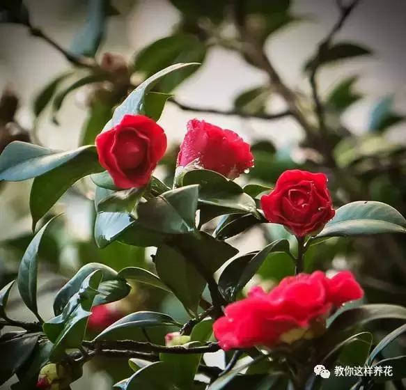 中国国花有什么样的品质,中国国花有什么品质