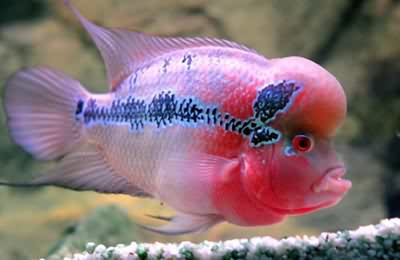 压鱼有什么用,压鱼