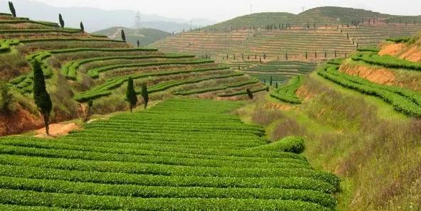 农村电商的创新手段有哪些,电商助农成脱贫法宝