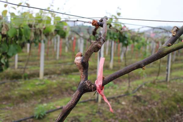 猕猴桃溃疡病和伤流的区别,伤流有什么危害