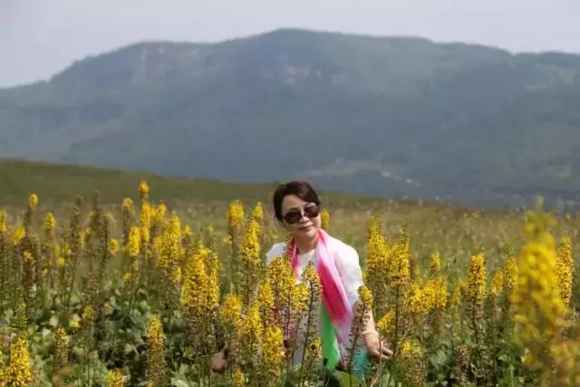 山西历山舜王坪大草原攻略,看云海高山草甸的地方