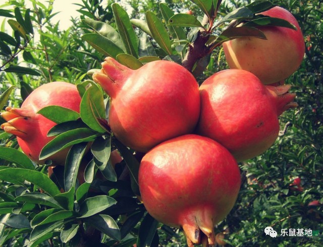 即将收获的石榴既美观又美味,又大又红的石榴真好吃