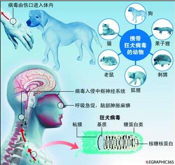 被狗狗咬红了没怎么破皮要打针吗,狗狗每年都需要打狂犬疫苗吗