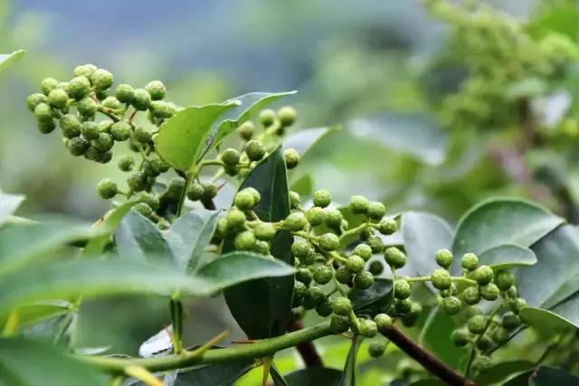 金堂县创建旅游城市,打造天府旅游县