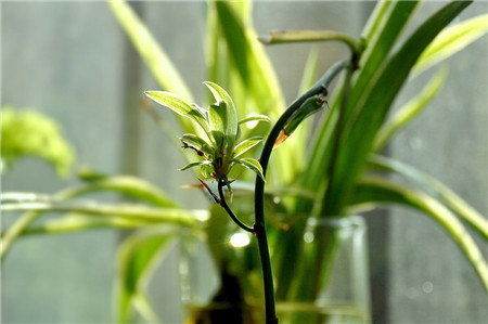 吊兰水培怎么才能长得好,吊兰怎么水培长得快