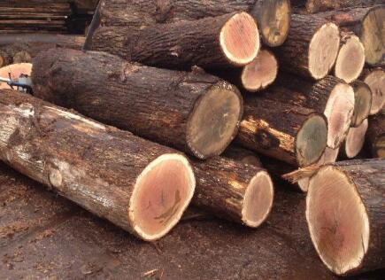 源氏木语橡木是红橡木还是白橡木,橡木皮如何鉴别