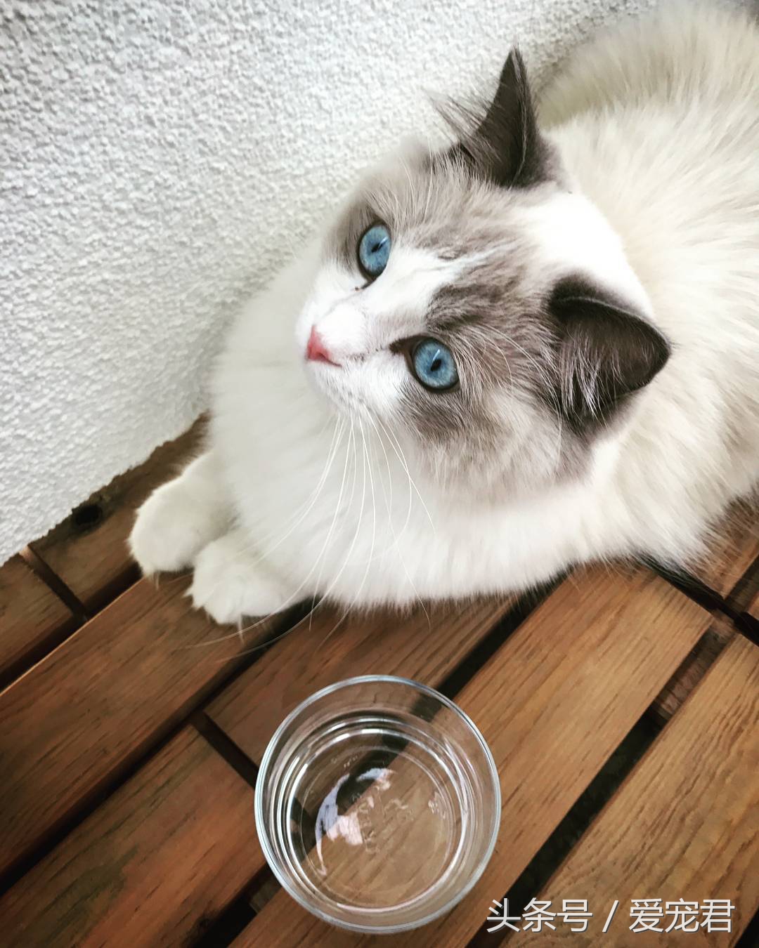 郁闷猫咪,猫咪为什么总爱抓猫抓板