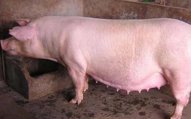 母猪哺乳期怎样不掉膘,哺乳期母猪掉膘快怎么回事