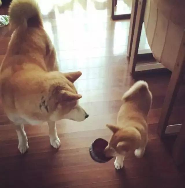 看完再决定要不要养柴犬,千万不要养柴犬