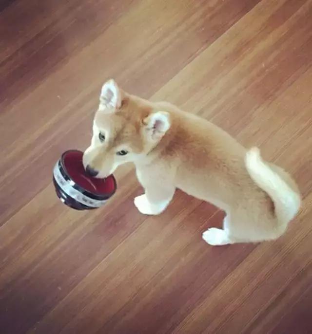 看完再决定要不要养柴犬,千万不要养柴犬