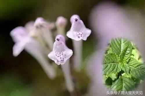 烧仙草龟苓膏的未解之谜,龟苓膏为什么叫仙草