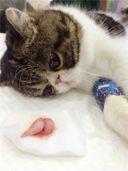 猫咪绝育猫咪一脸绝望还掉眼泪,主人想看猫咪绝育伤口结果被误会