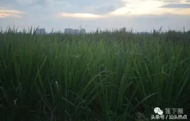 在莲下生活了这么多年，你可知哪个村人口最多？哪个村人口最少？